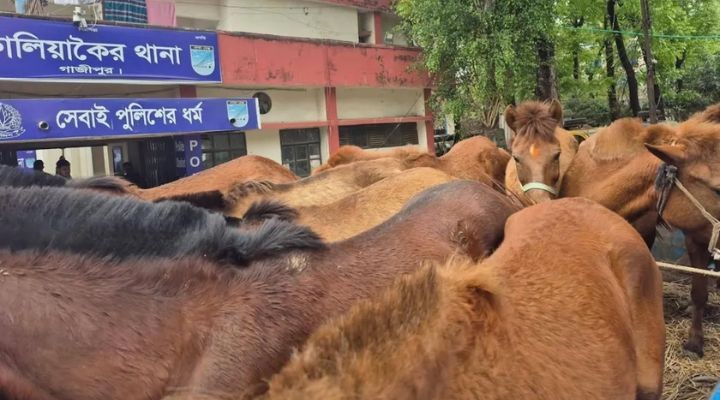 গাজীপুরের কালিয়াকৈ জবাইকালে ৯ ঘোড়া উদ্ধার, আটক ৪